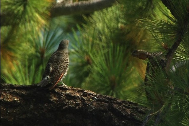Northern Flicker (Red-shafted) - ML443723