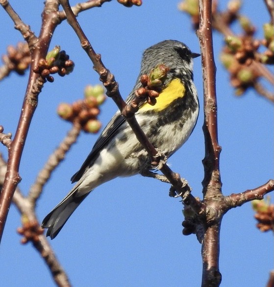 Yellow-rumped Warbler - Bev Wigney