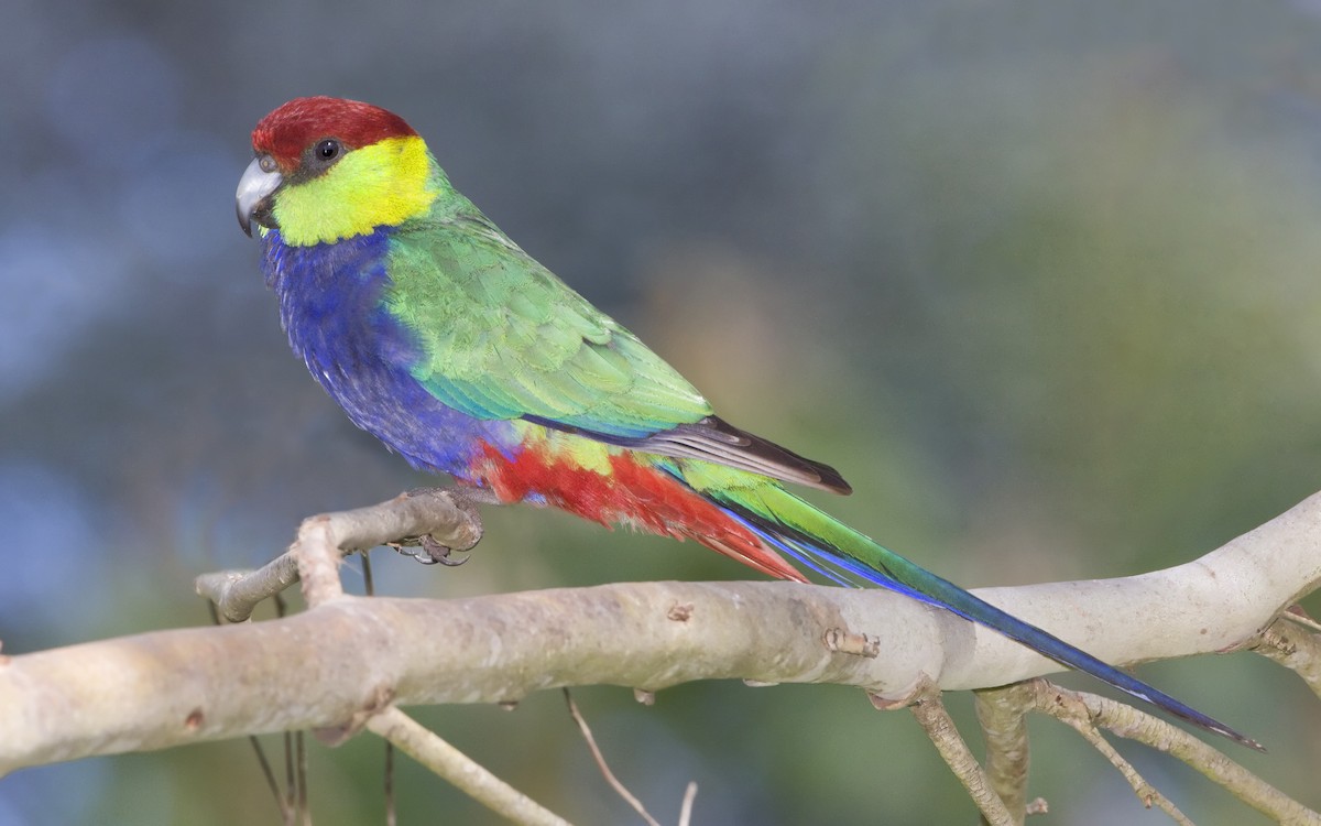 Red-capped Parrot - ML443730821