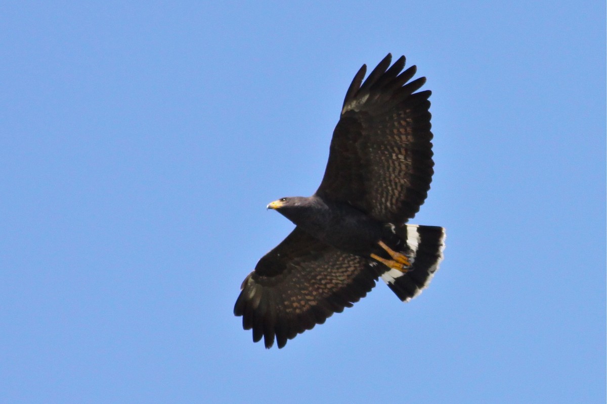 Common Black Hawk - Douglas Faulder