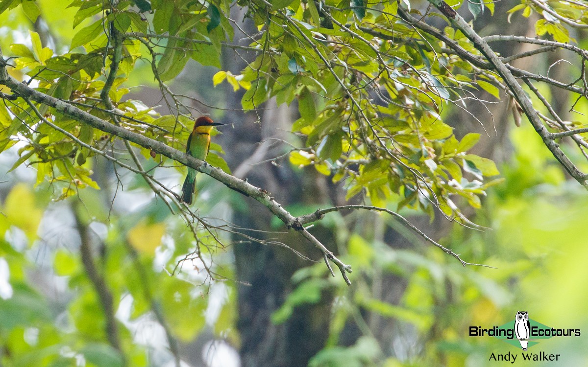 Chestnut-headed Bee-eater - ML443732961