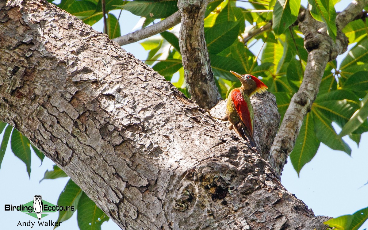 Crimson-winged Woodpecker - ML443734081