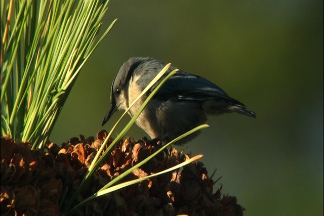  - Pygmy Nuthatch
