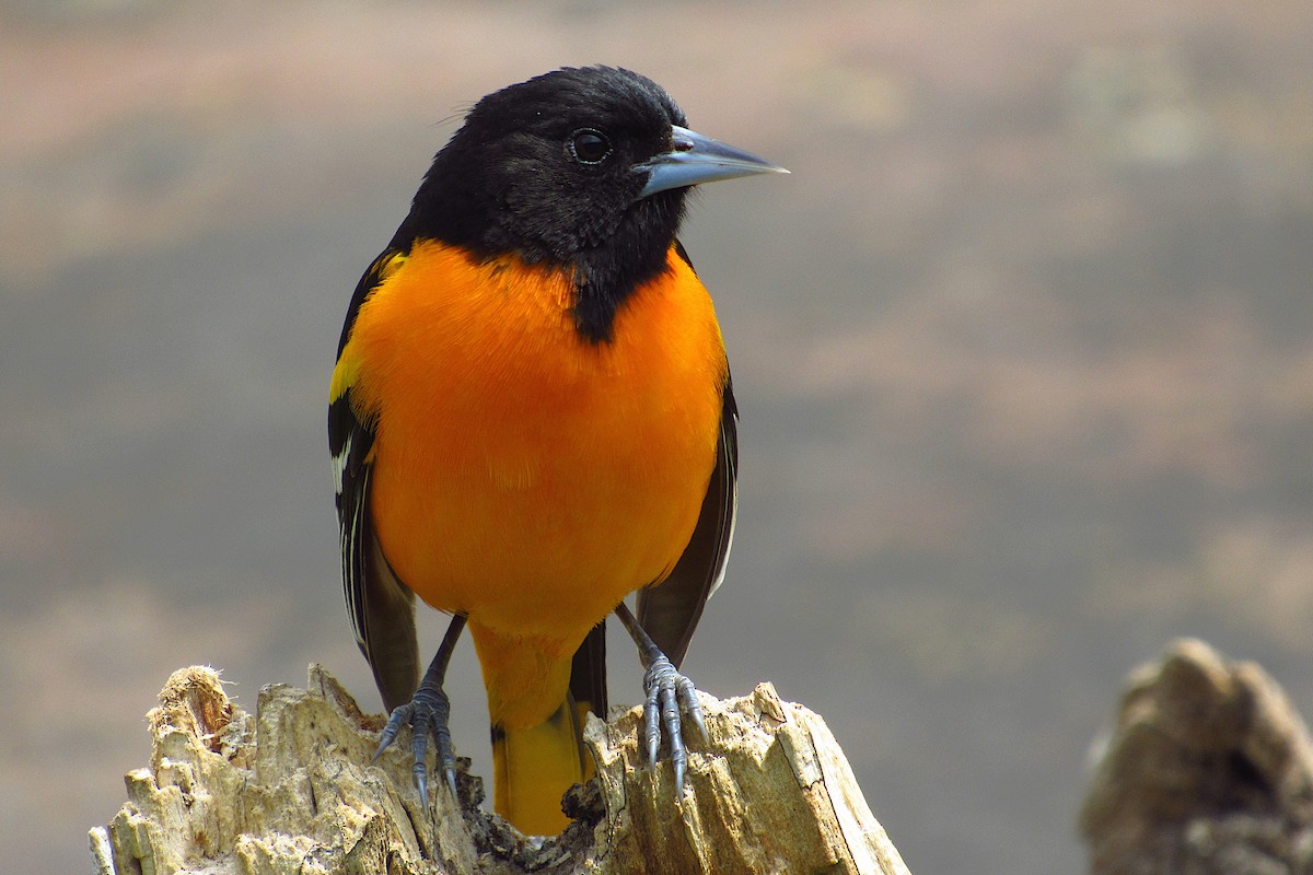 Baltimore Oriole - Eric Walther