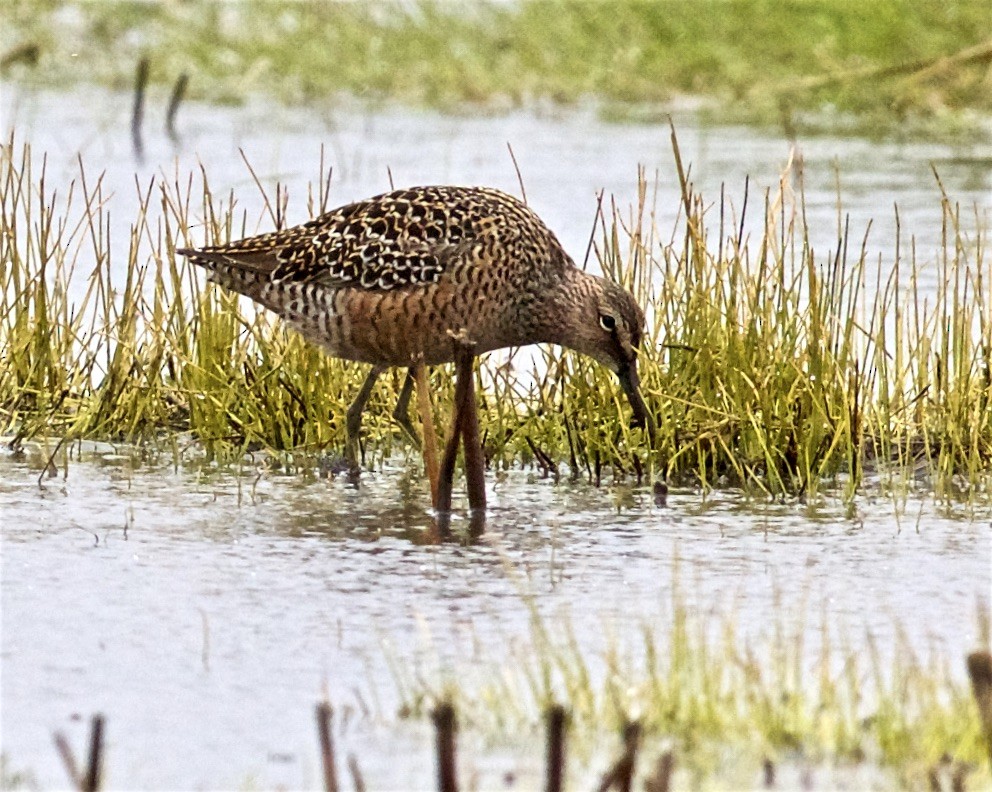Long-billed Dowitcher - ML443737031