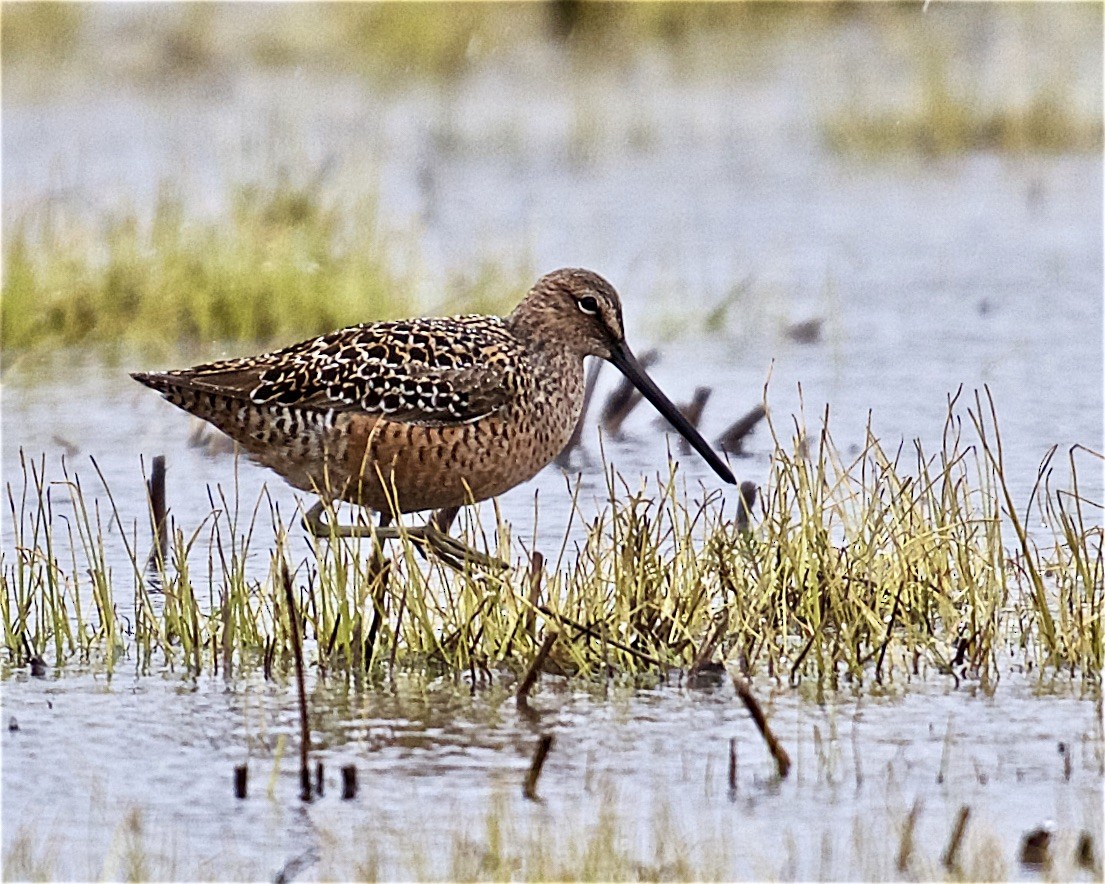 Long-billed Dowitcher - ML443737061