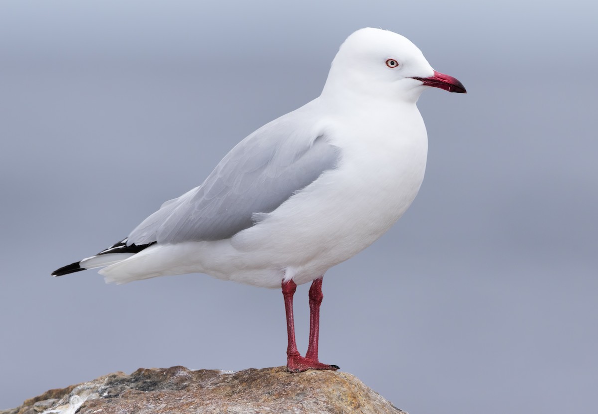 Silver Gull (Silver) - Mark Chappell