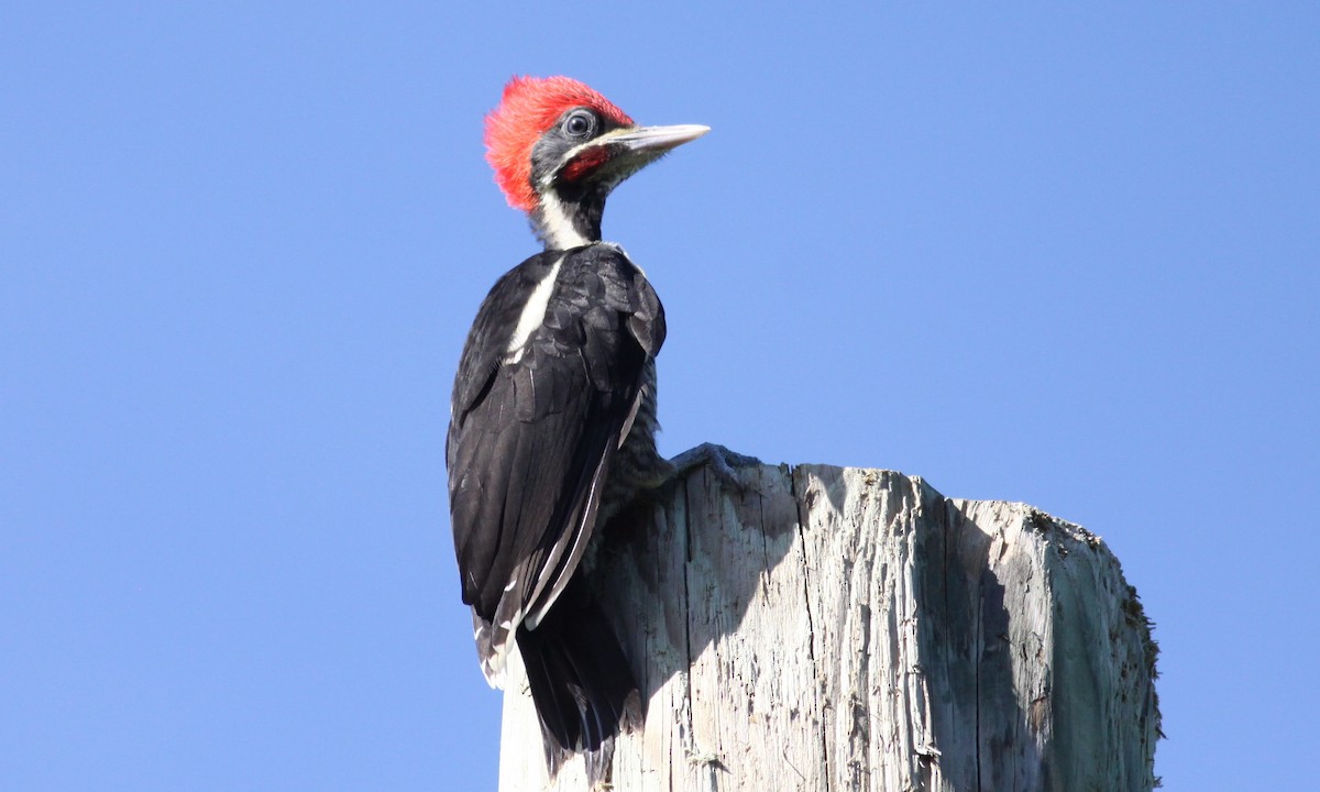 Lineated Woodpecker - Douglas Faulder