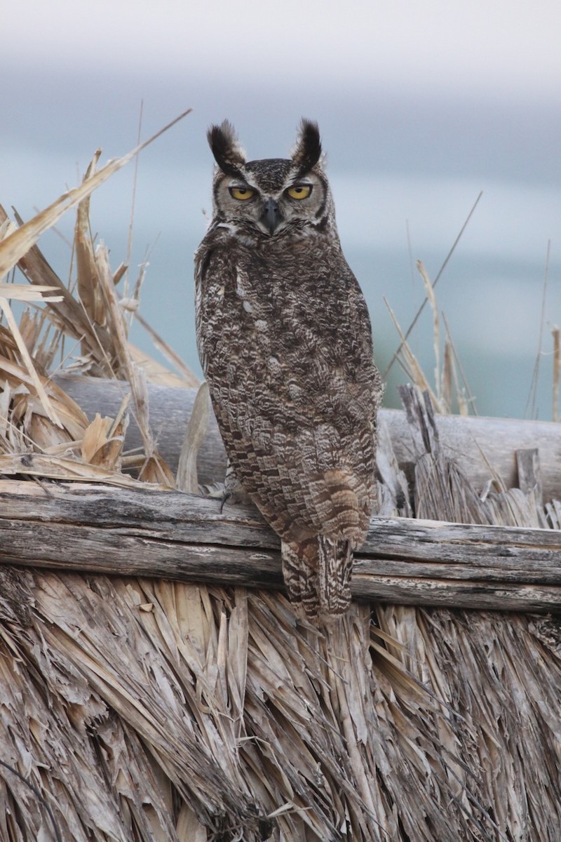 Great Horned Owl - ML44374001