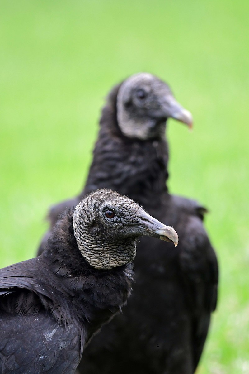 Black Vulture - Dorrie Holmes