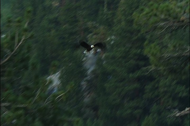 Белоголовый орлан - ML443755