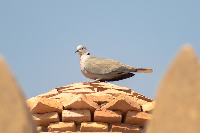 Eurasian Collared-Dove is well established in northern Africa; Meknès-Tafilalet, Morocco. - Eurasian Collared-Dove - 