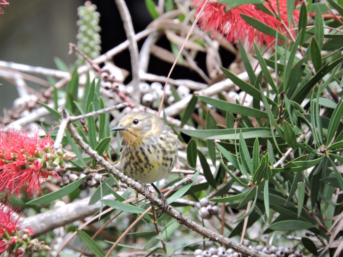 Cape May Warbler - ML44375631