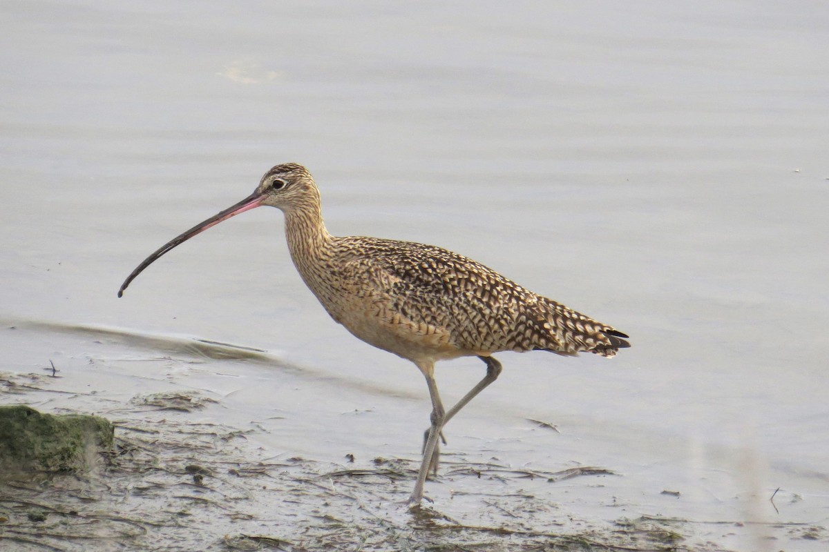 Long-billed Curlew - ML44375671