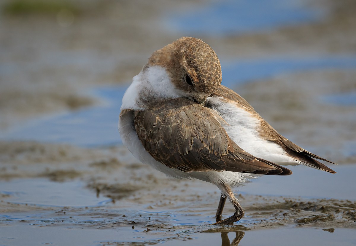 Two-banded Plover - ML443768731