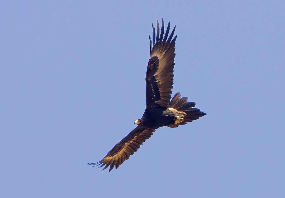 Wedge-tailed Eagle - Mark Chappell
