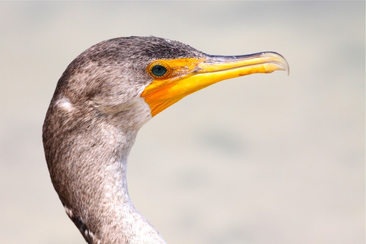 Double-crested Cormorant - Douglas Faulder