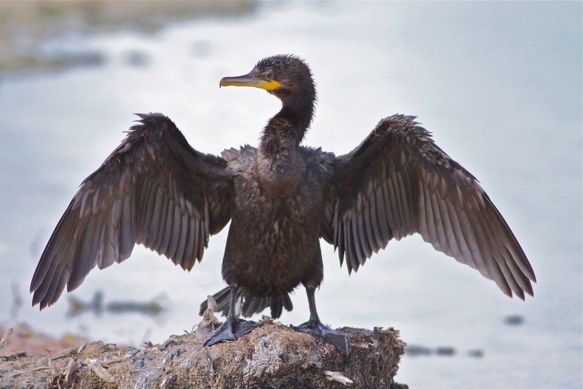 Neotropic Cormorant - Douglas Faulder