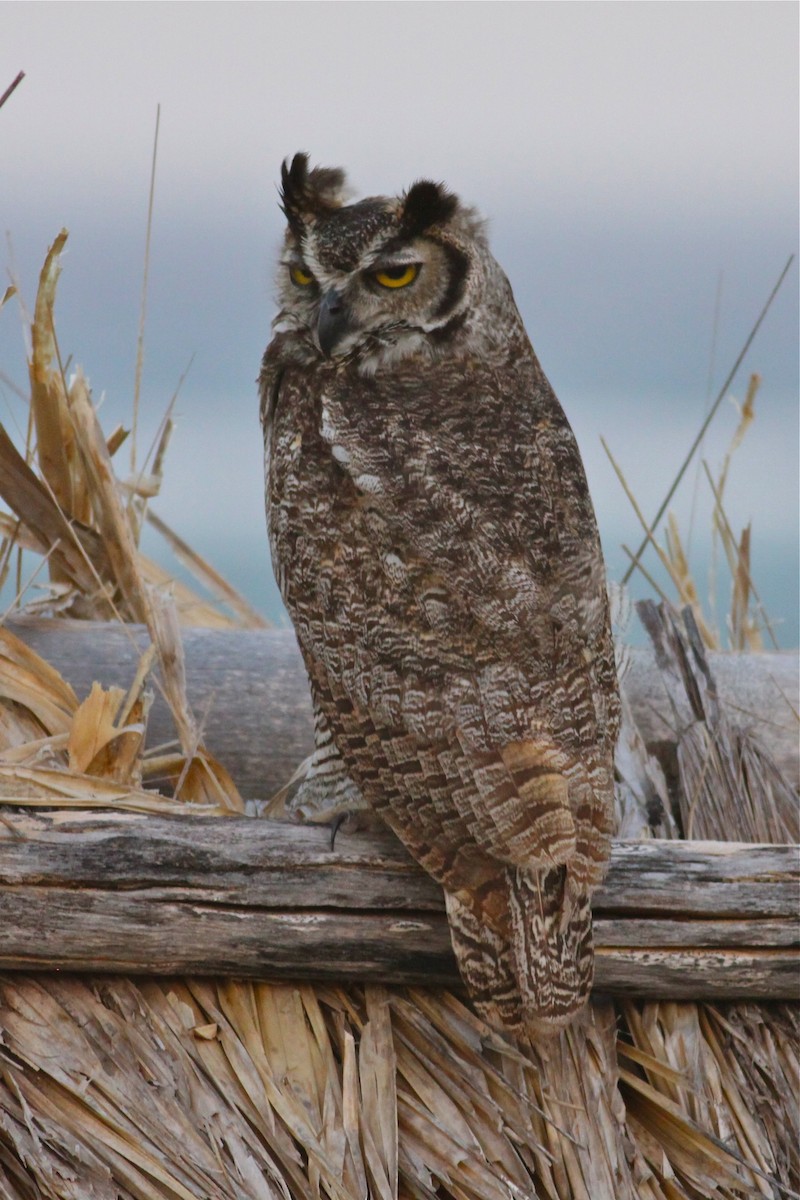 Great Horned Owl - ML44377761