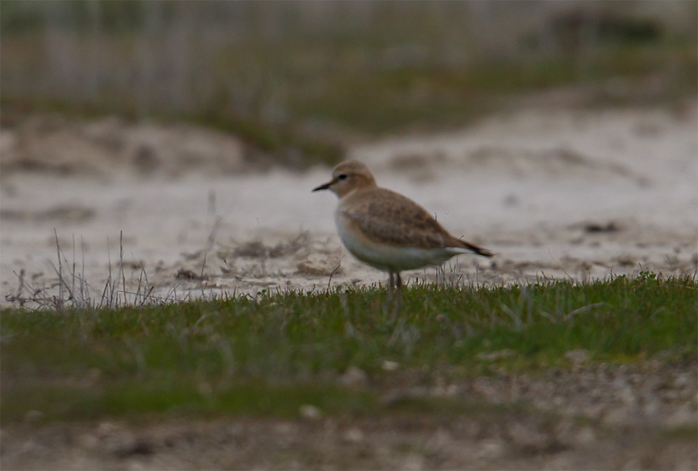 Mountain Plover - Gary Woods