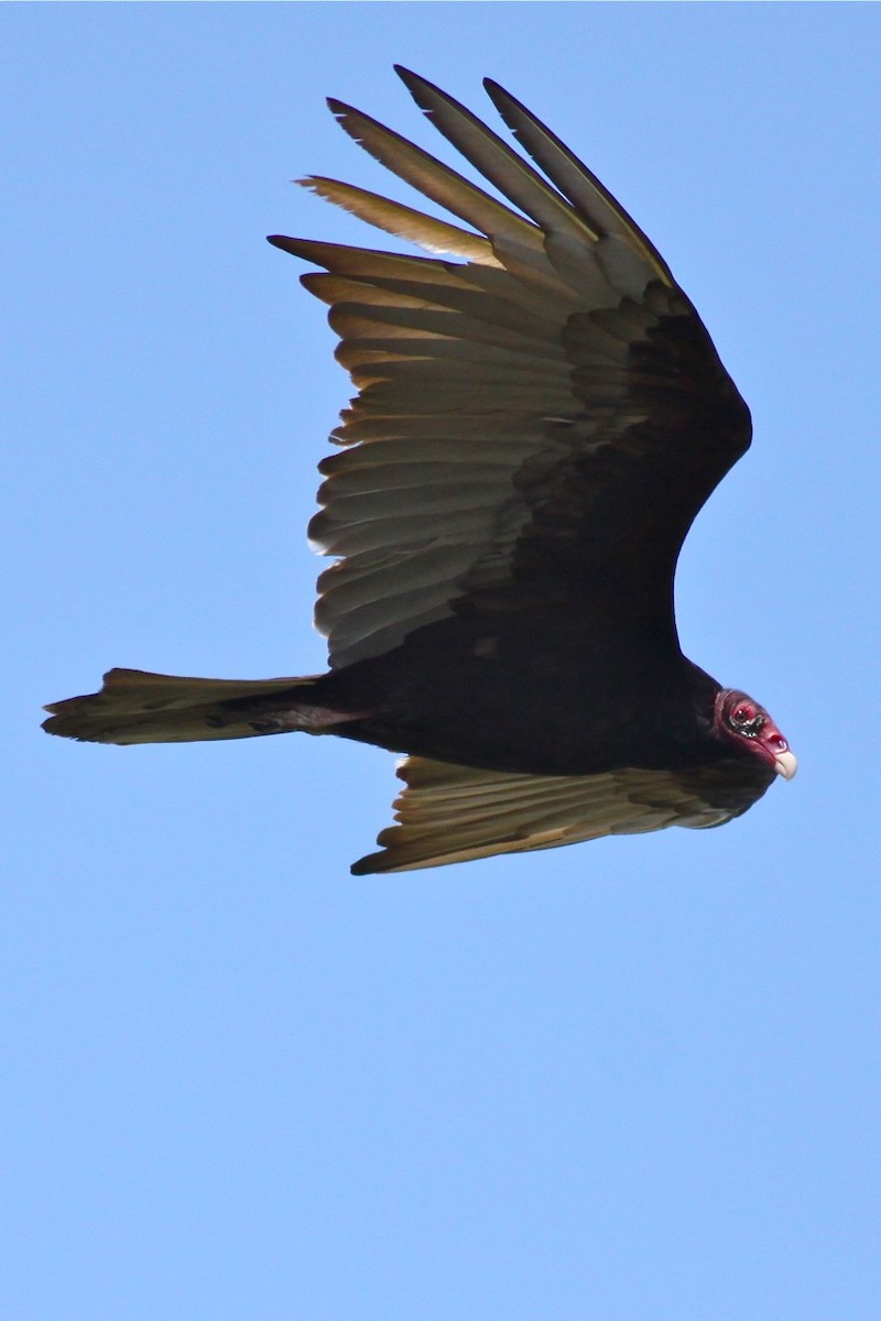 Turkey Vulture - ML44378161