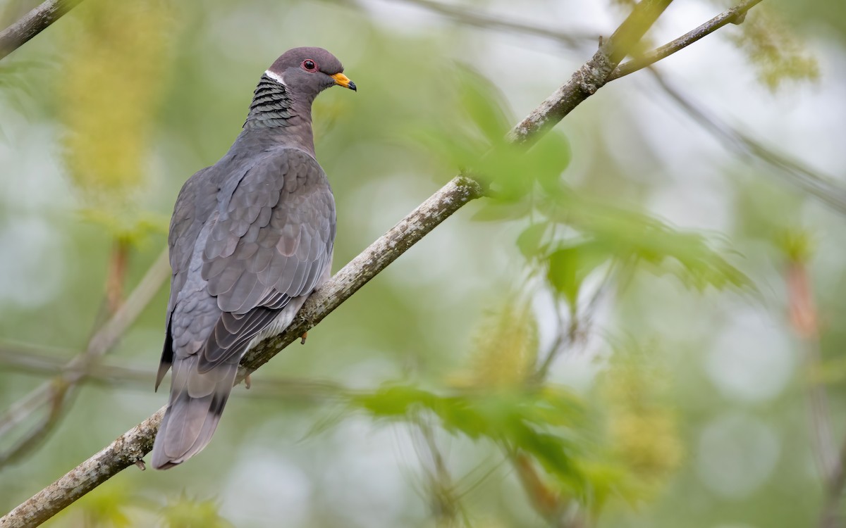 Band-tailed Pigeon - Mason Maron