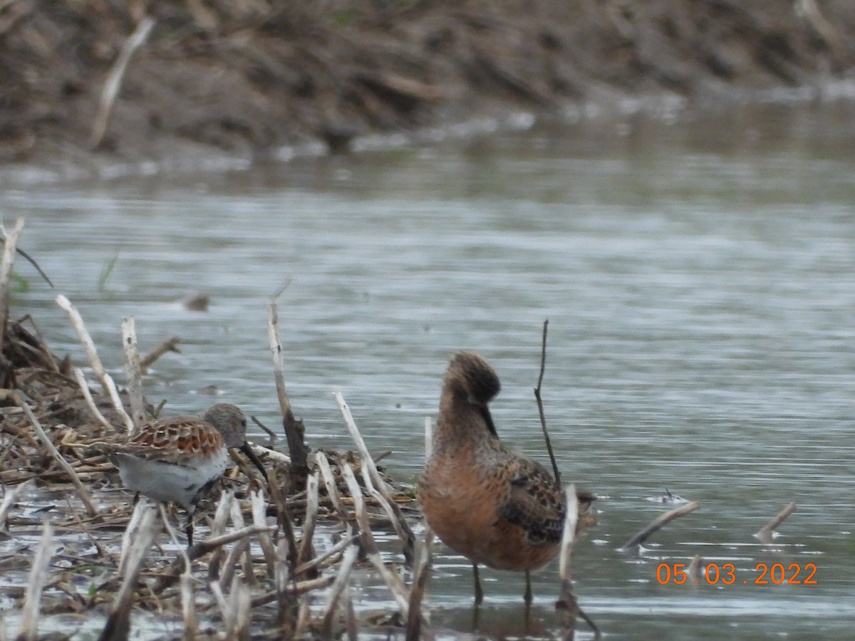 Long-billed Dowitcher - ML443782071