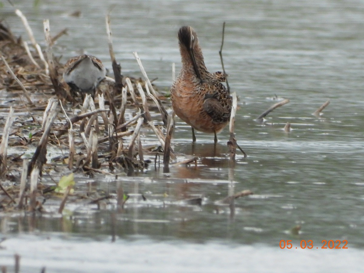 Long-billed Dowitcher - ML443782091