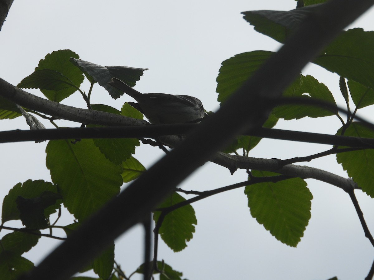 Black-throated Gray Warbler - ML443785321