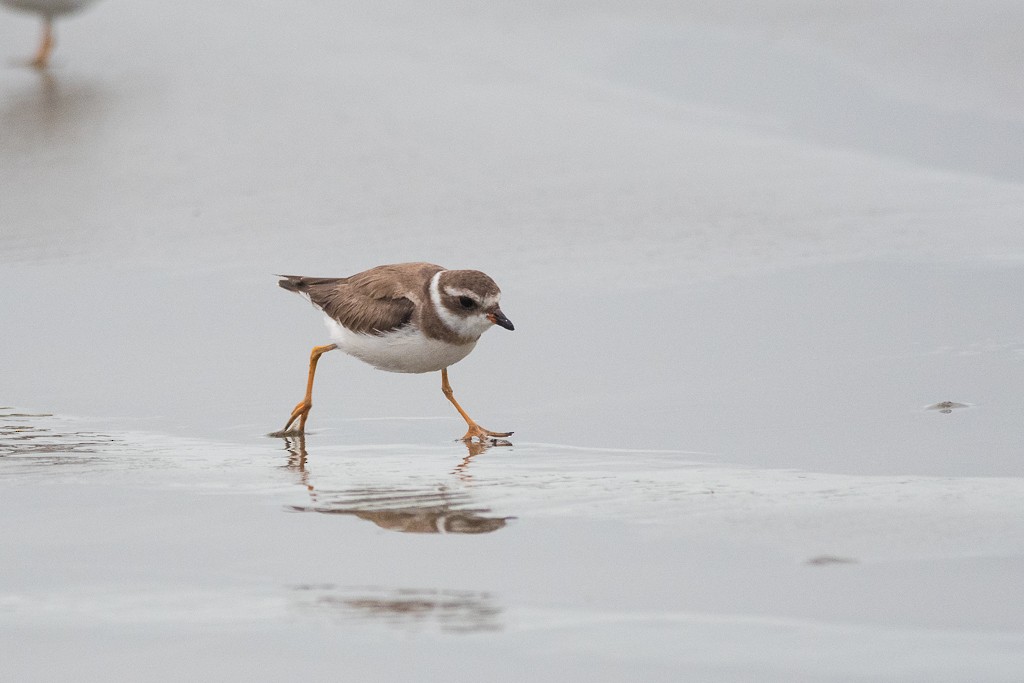 Semipalmated Plover - ML443793341