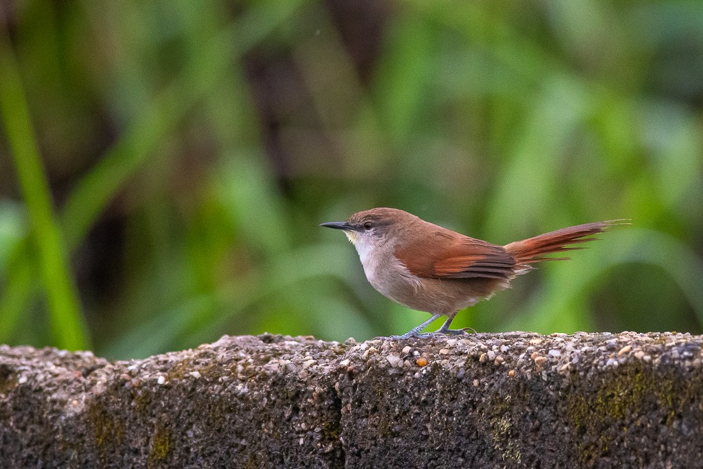 Yellow-chinned Spinetail - ML443793751