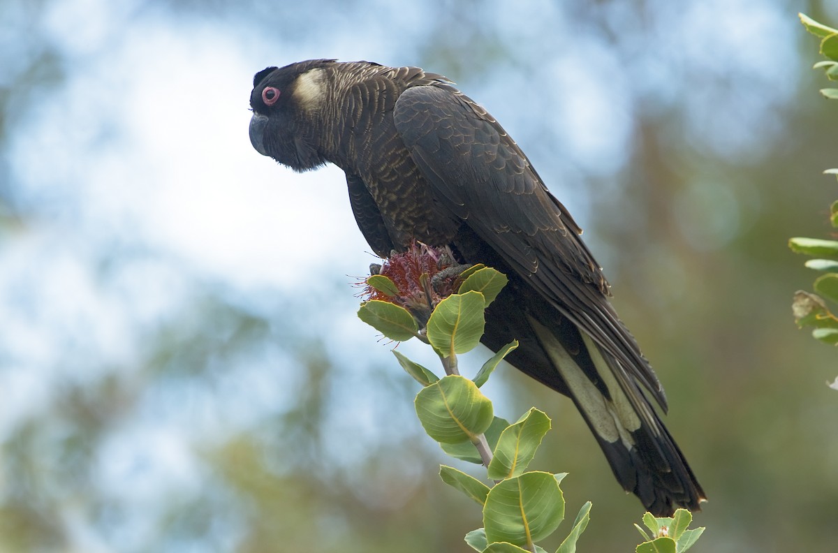 Carnaby's Black-Cockatoo - Mark Chappell