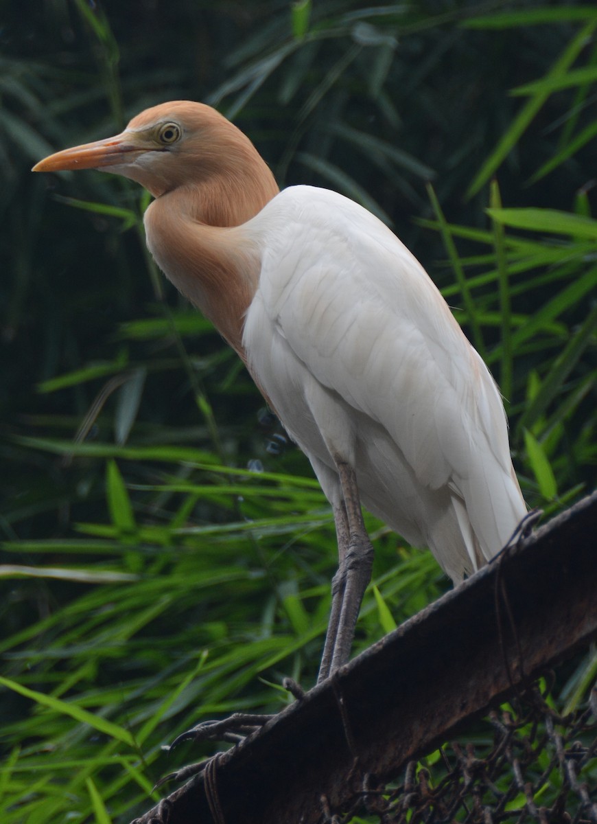 Eastern Cattle Egret - Ari Noviyono