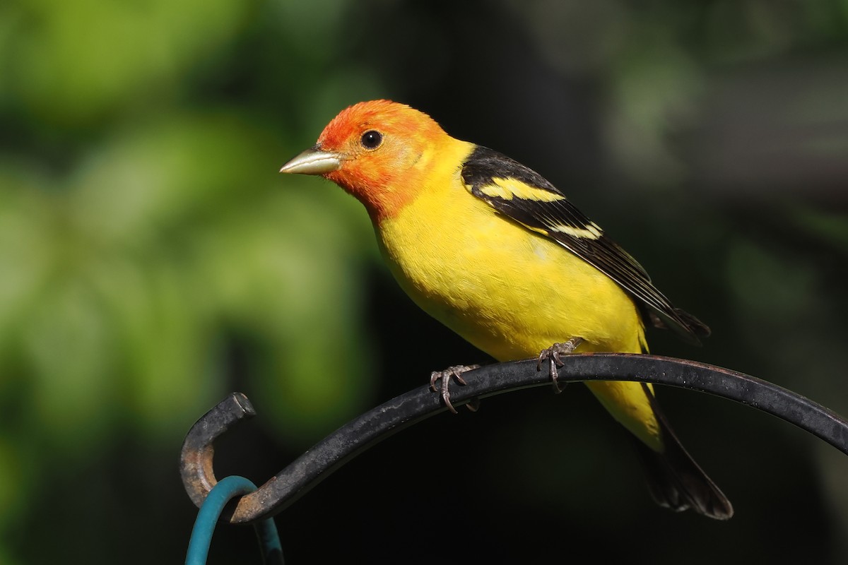 Western Tanager - ML443797881