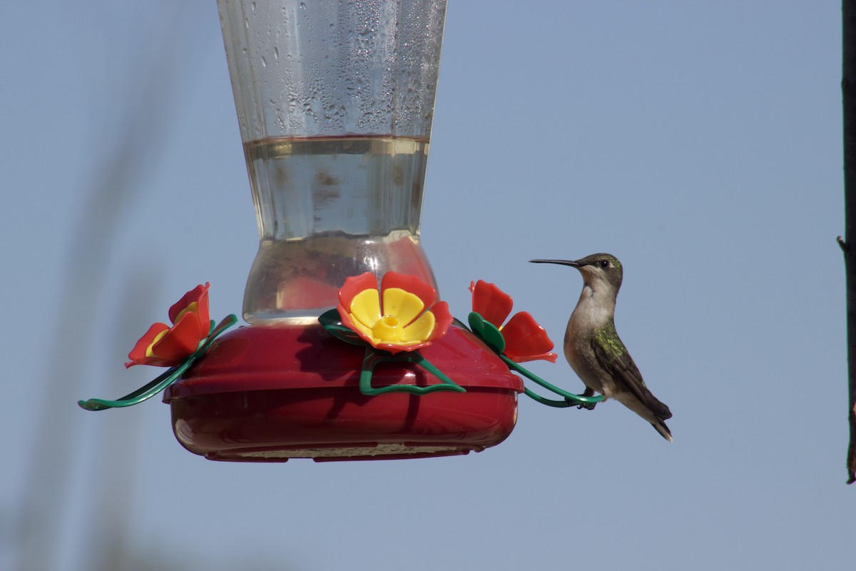 Ruby-throated Hummingbird - Michial Cook