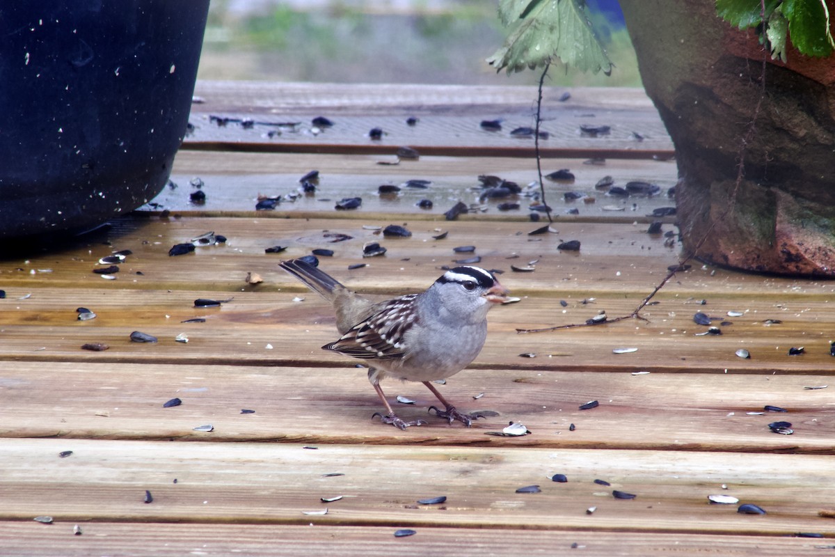 White-crowned Sparrow - Michial Cook