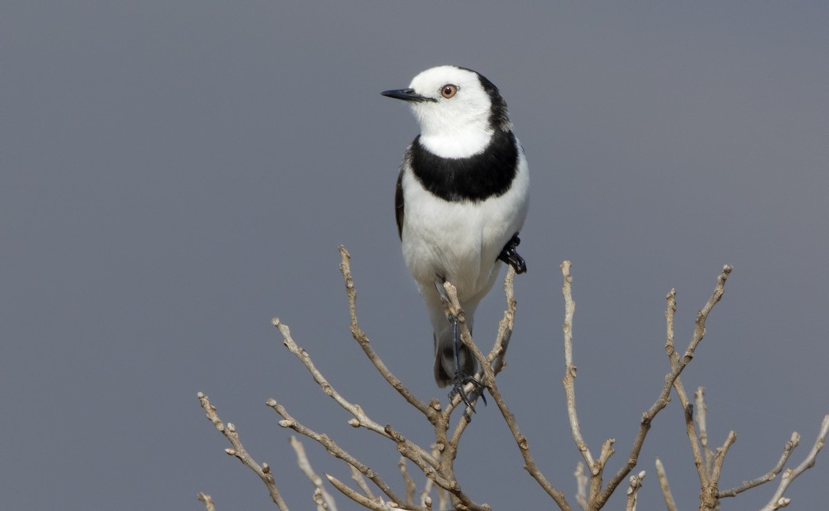 White-fronted Chat - ML443809821