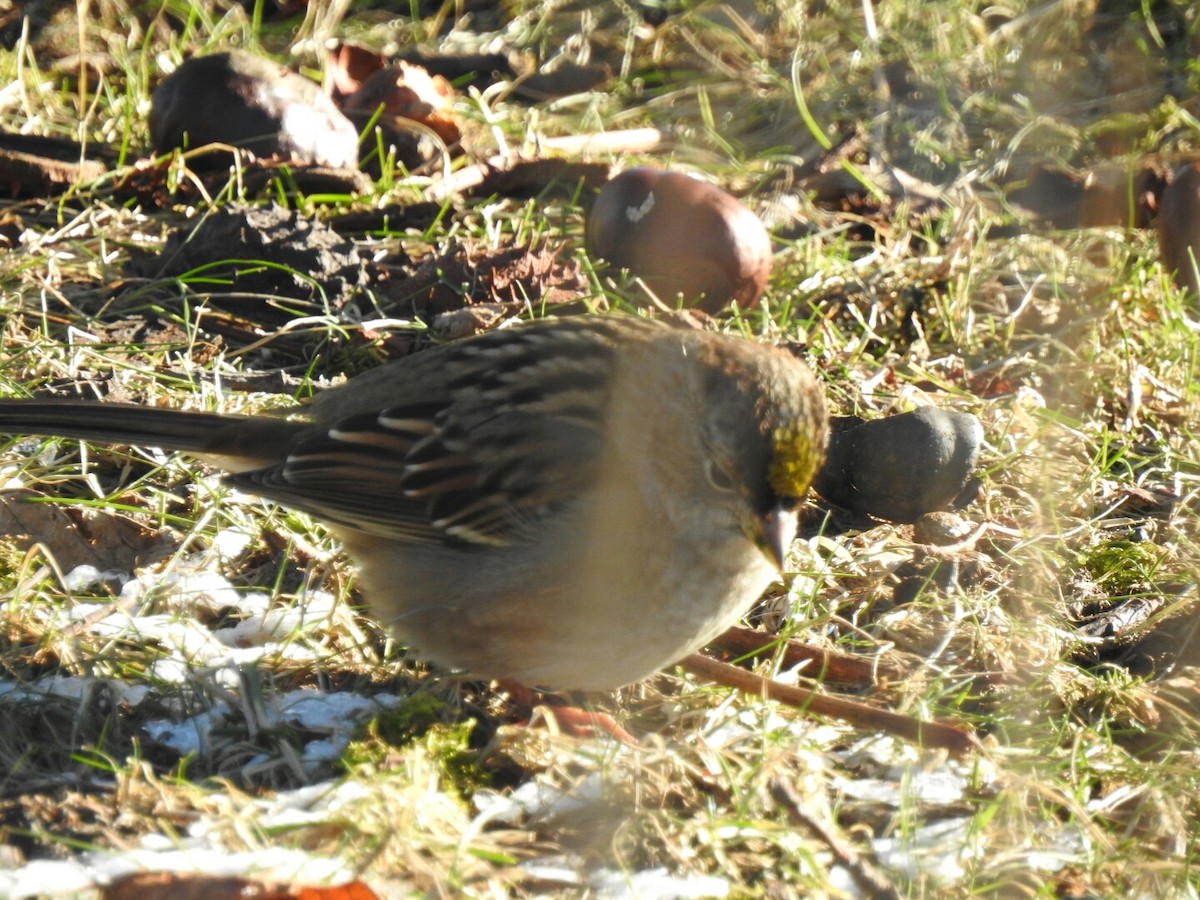 Golden-crowned Sparrow - Anonymous