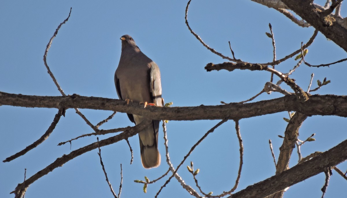 Band-tailed Pigeon - ML443818191