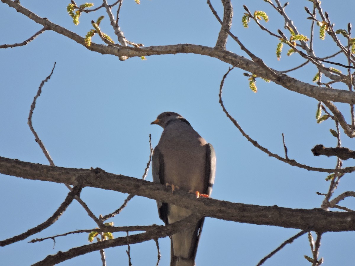 Band-tailed Pigeon - ML443818551