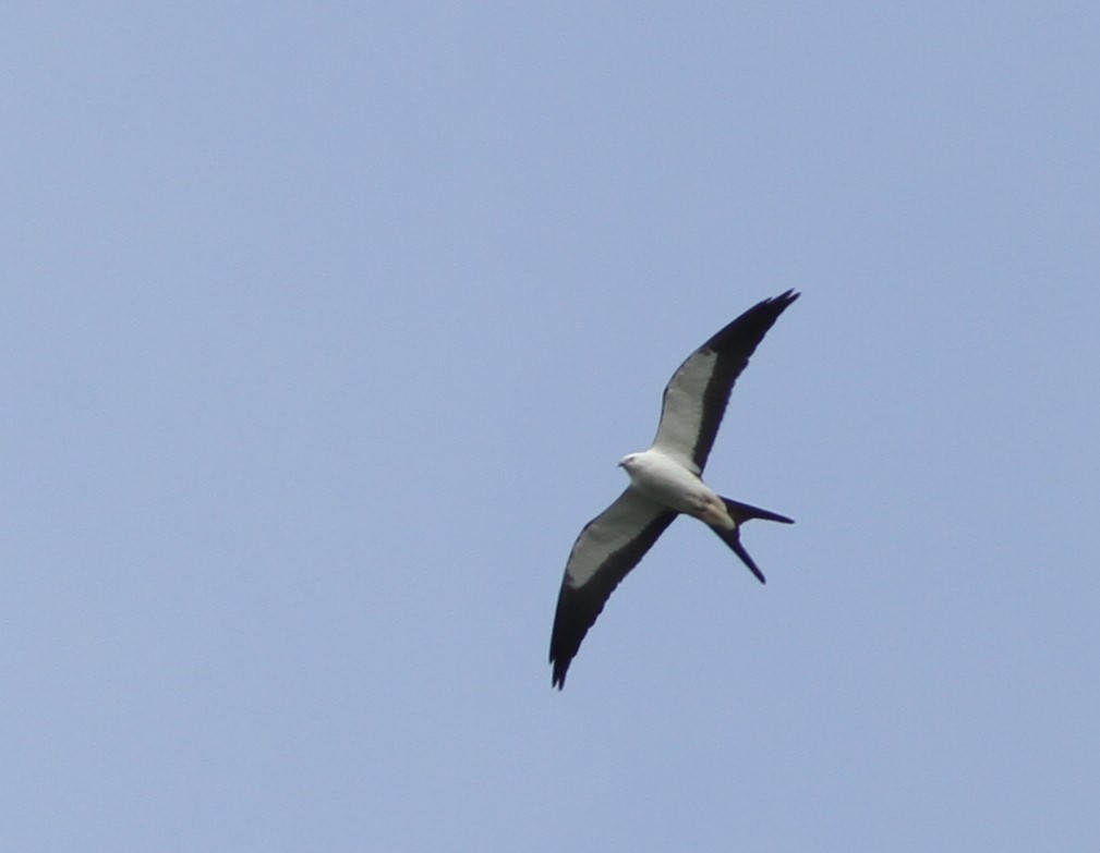 Swallow-tailed Kite - David Wheeler