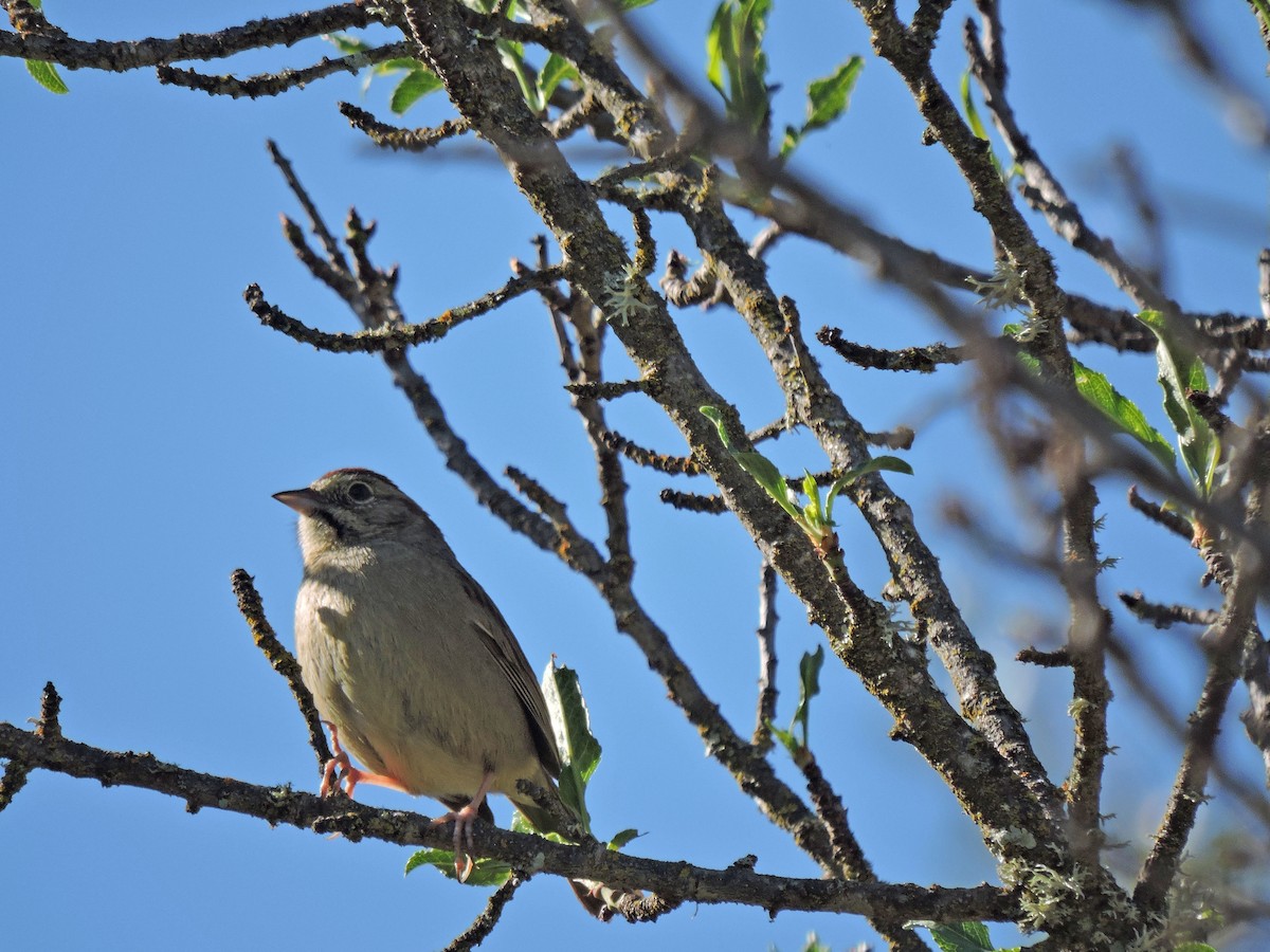 Rufous-crowned Sparrow - ML443819801