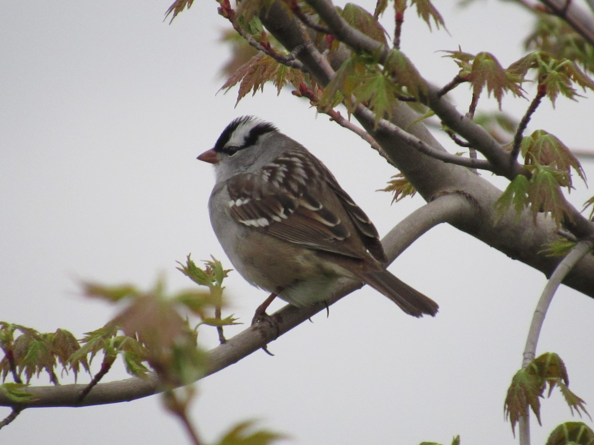 White-crowned Sparrow - ML443820421
