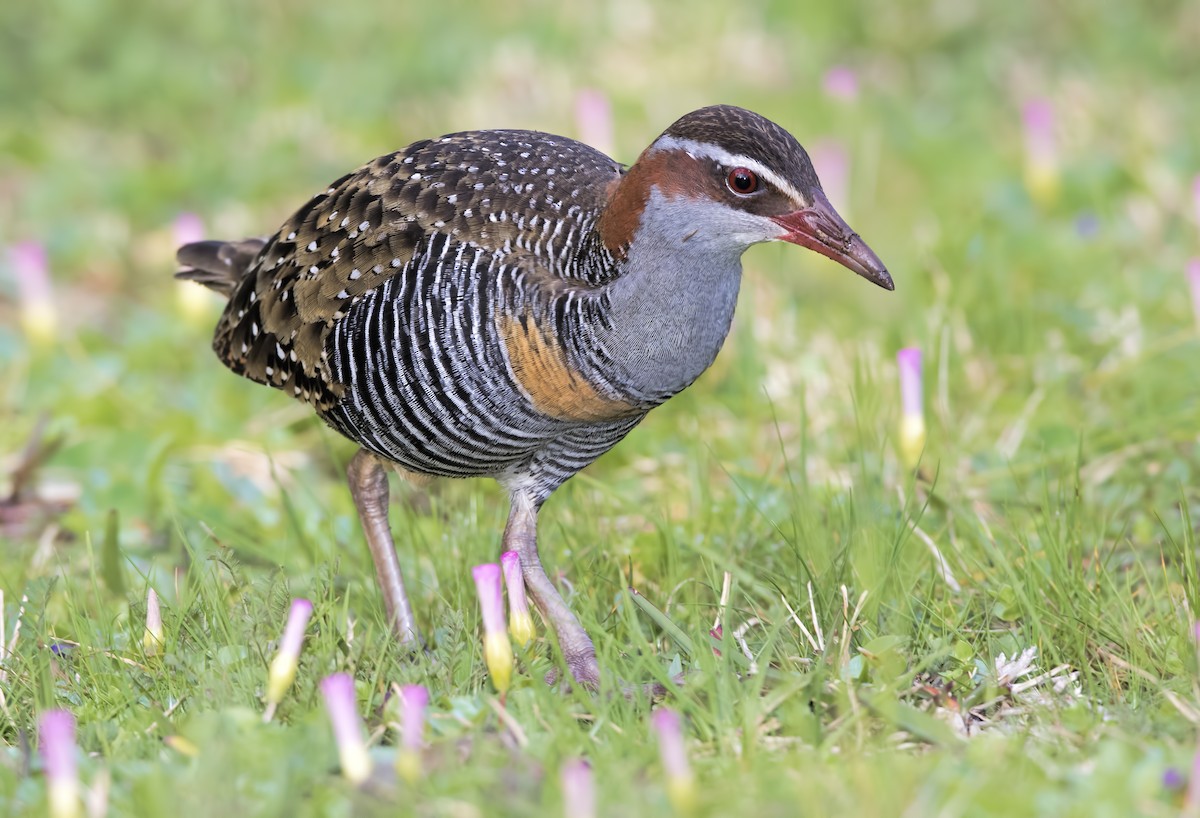 Buff-banded Rail - Mark Chappell