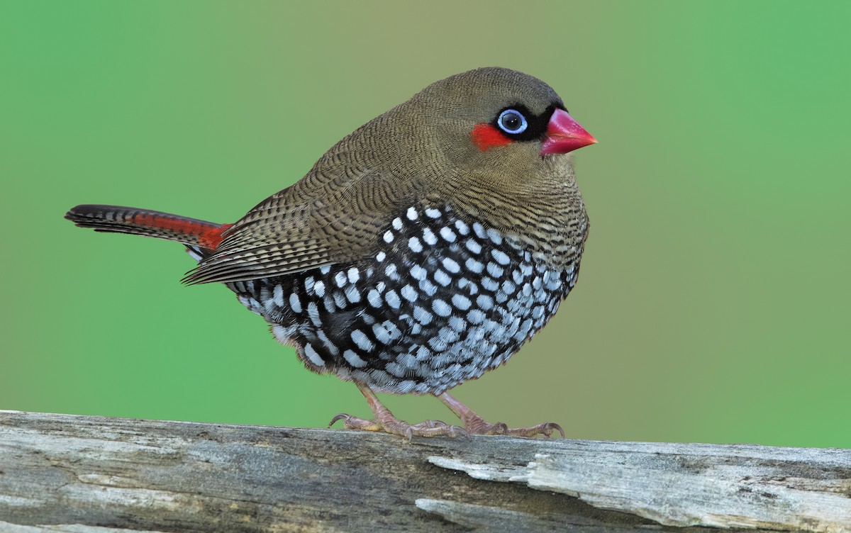 Red-eared Firetail - ML443821221
