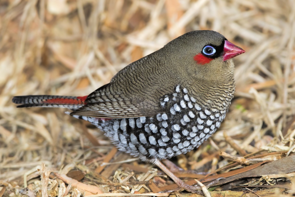Red-eared Firetail - ML443821291
