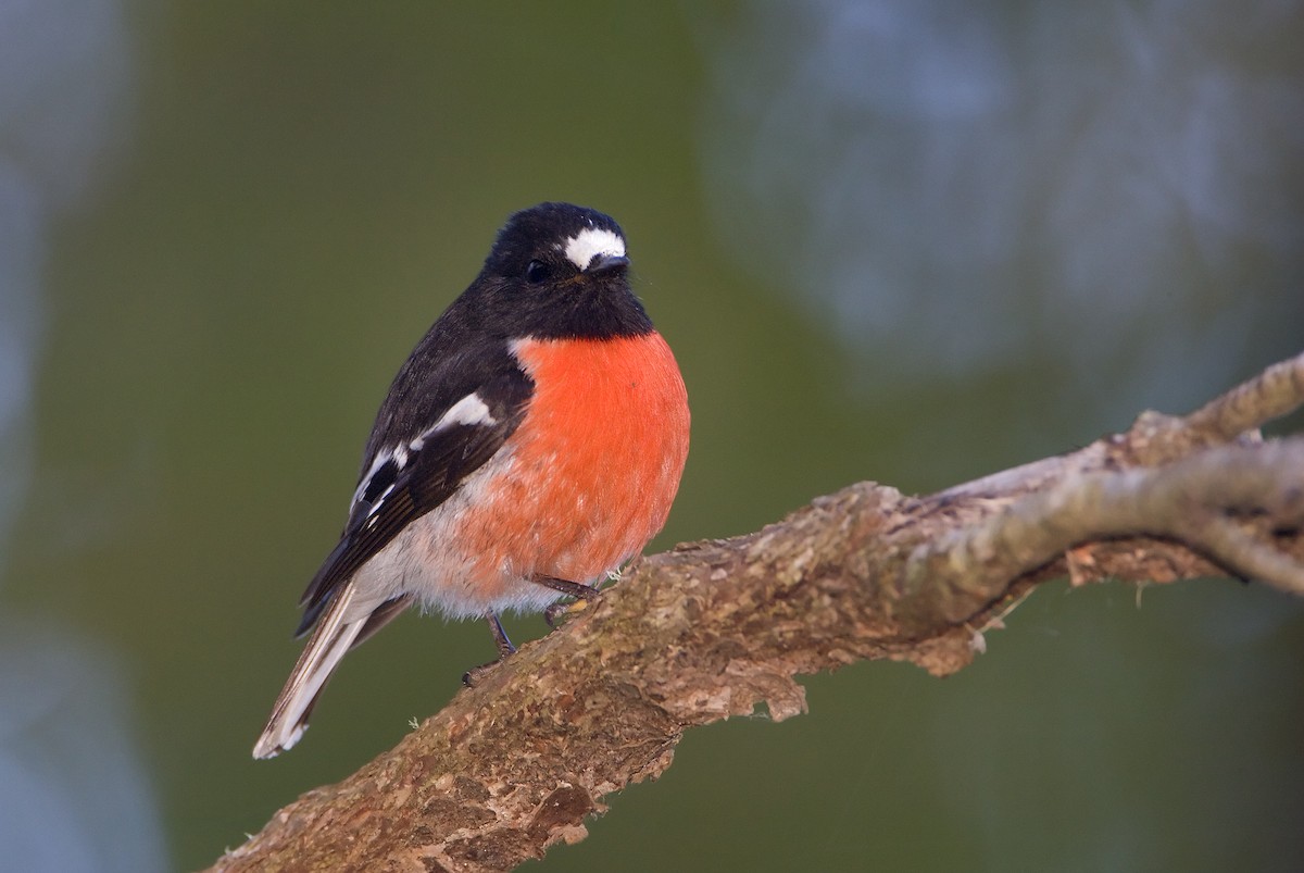 Scarlet Robin (Campbell's) - ML443823561