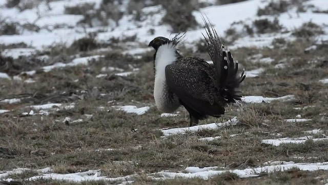 Greater Sage-Grouse - ML443826961