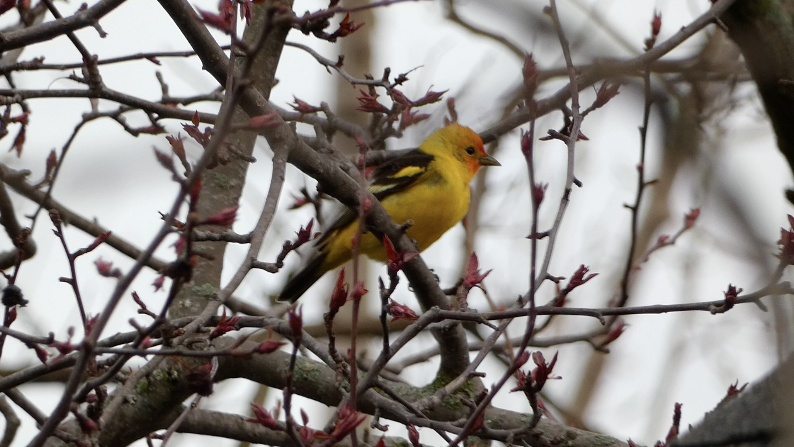 Western Tanager - ML443832021