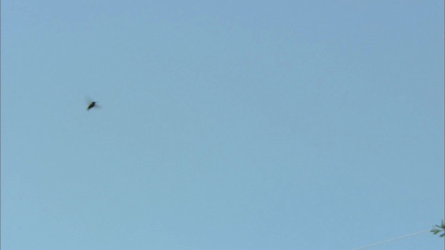 Kara Boğazlı Kolibri - ML443835